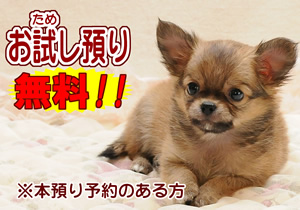 お試し預かり