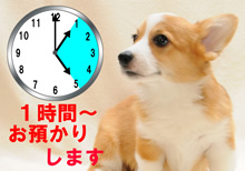 一時預かり