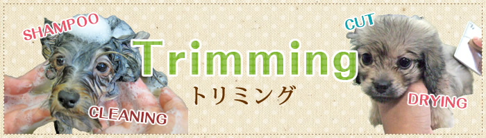 トリミングヘッダー画像