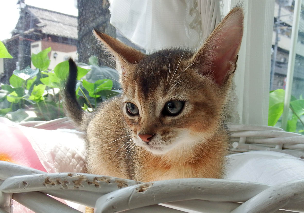 アビシニアン詳細｜ペットショップNOAH'S ARK（ノアズアーク）