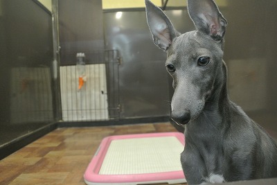 イタリアン グレイハウンド