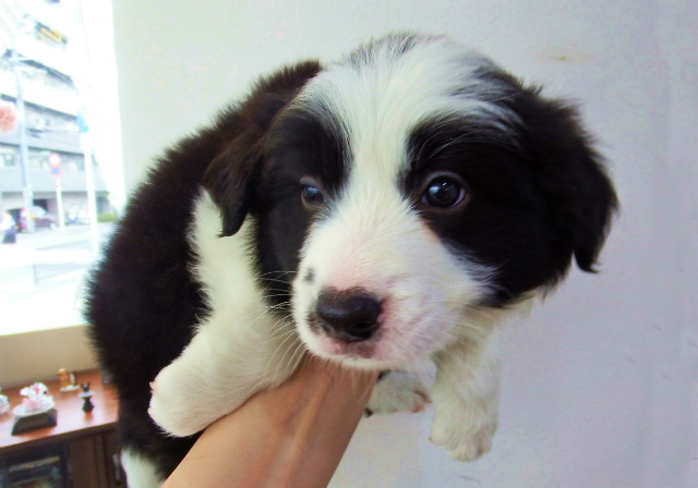 中型犬 ボーダーコリー 京都 ペットショップ ノアズアーク