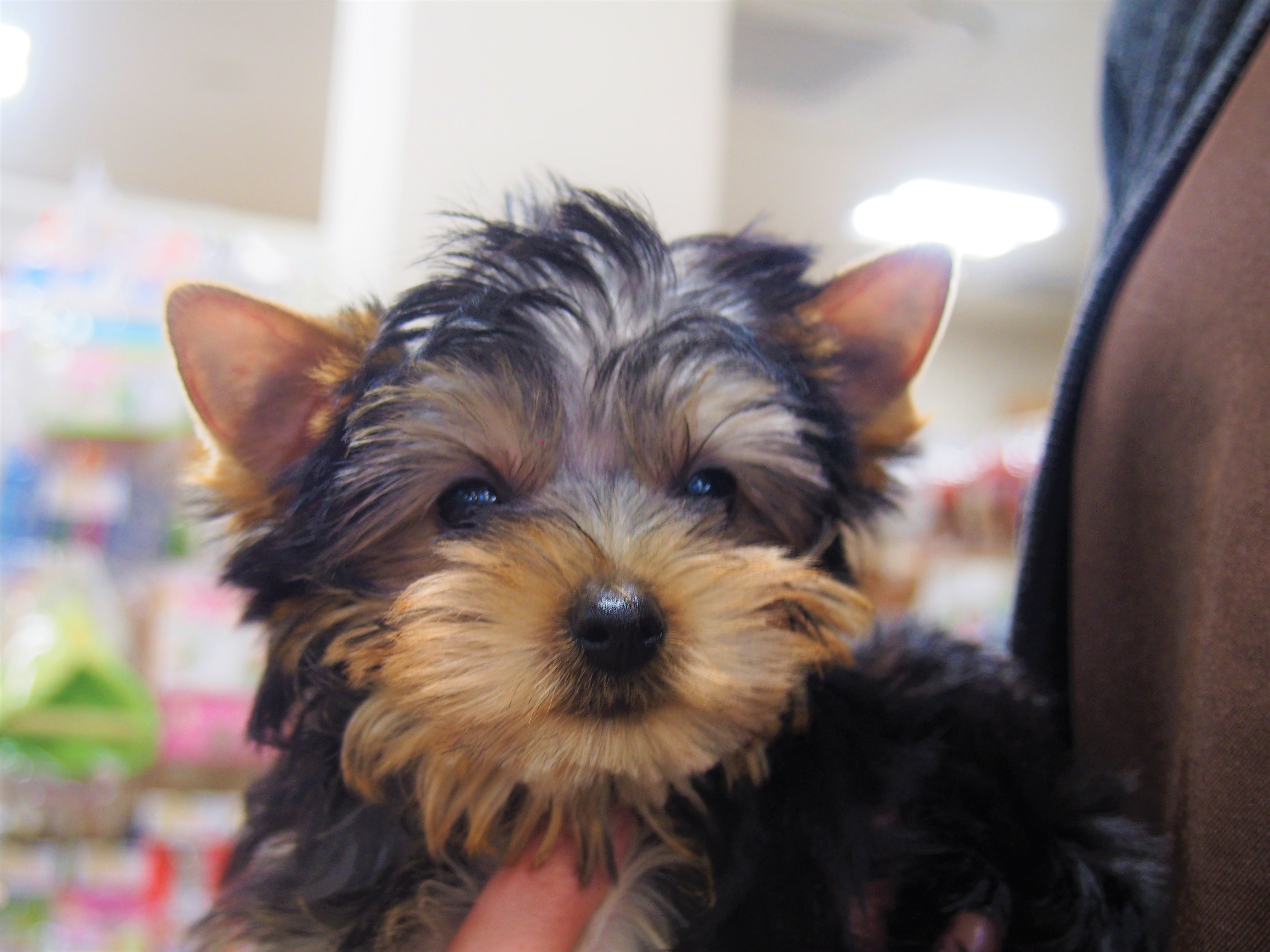 【大阪近郊】2021年の年末年始に遊ぶならどこ？営業している施設まとめ｜口コミも駐車場情報も くるまの旅ナビ