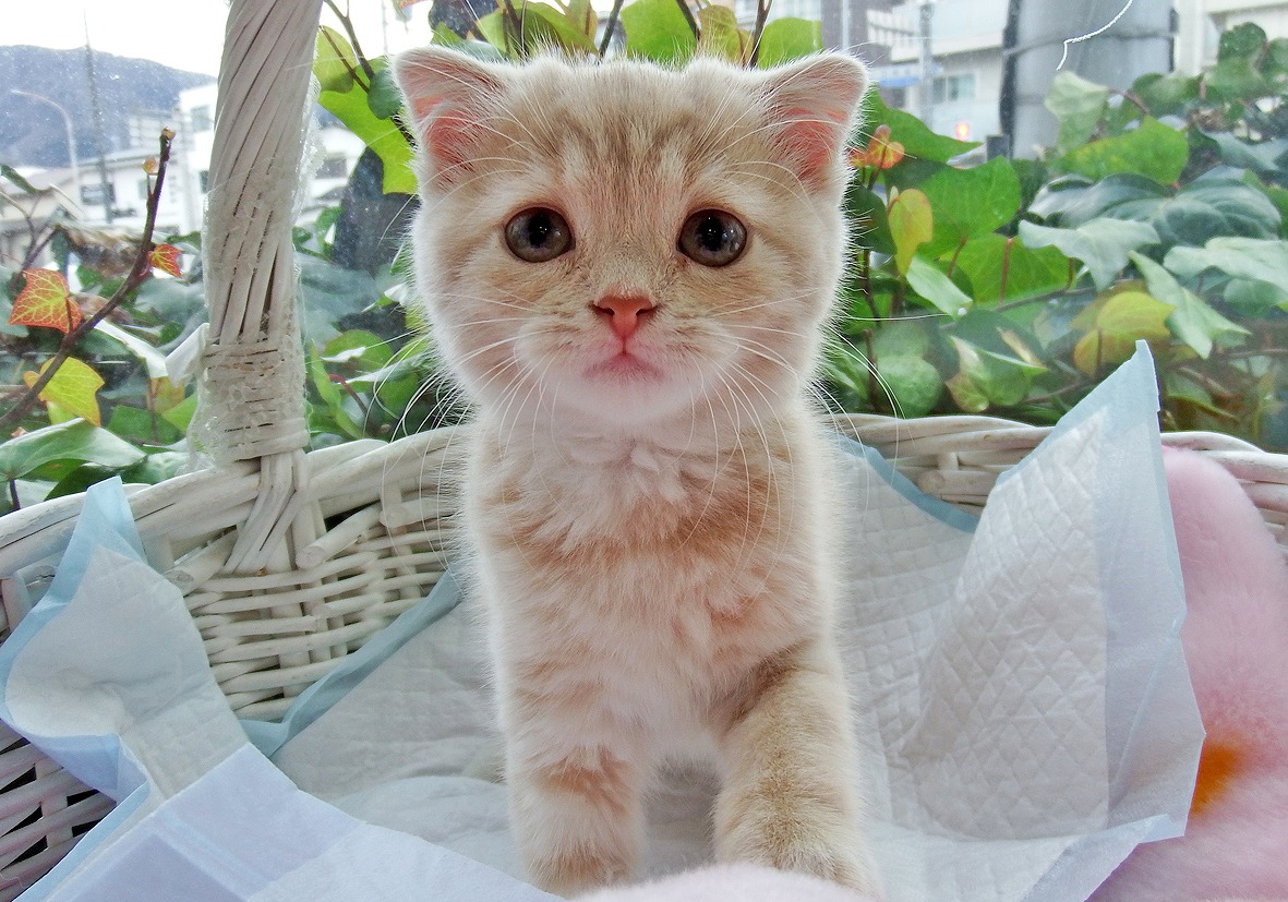 直売半額 レア ミキハウスふわふわモコモコとても可愛い大きいクマ柄の