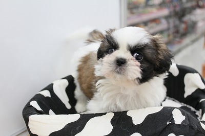 創美社 レトロ 犬 シーズー レトロ ぬいぐるみ犬シーズー犬サンアロー リアル犬シーズー