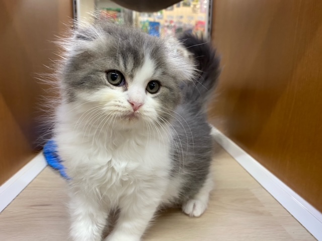 スコティッシュ 猫】スコティッシュフォールド(2212449) | 京都 ペットショップ