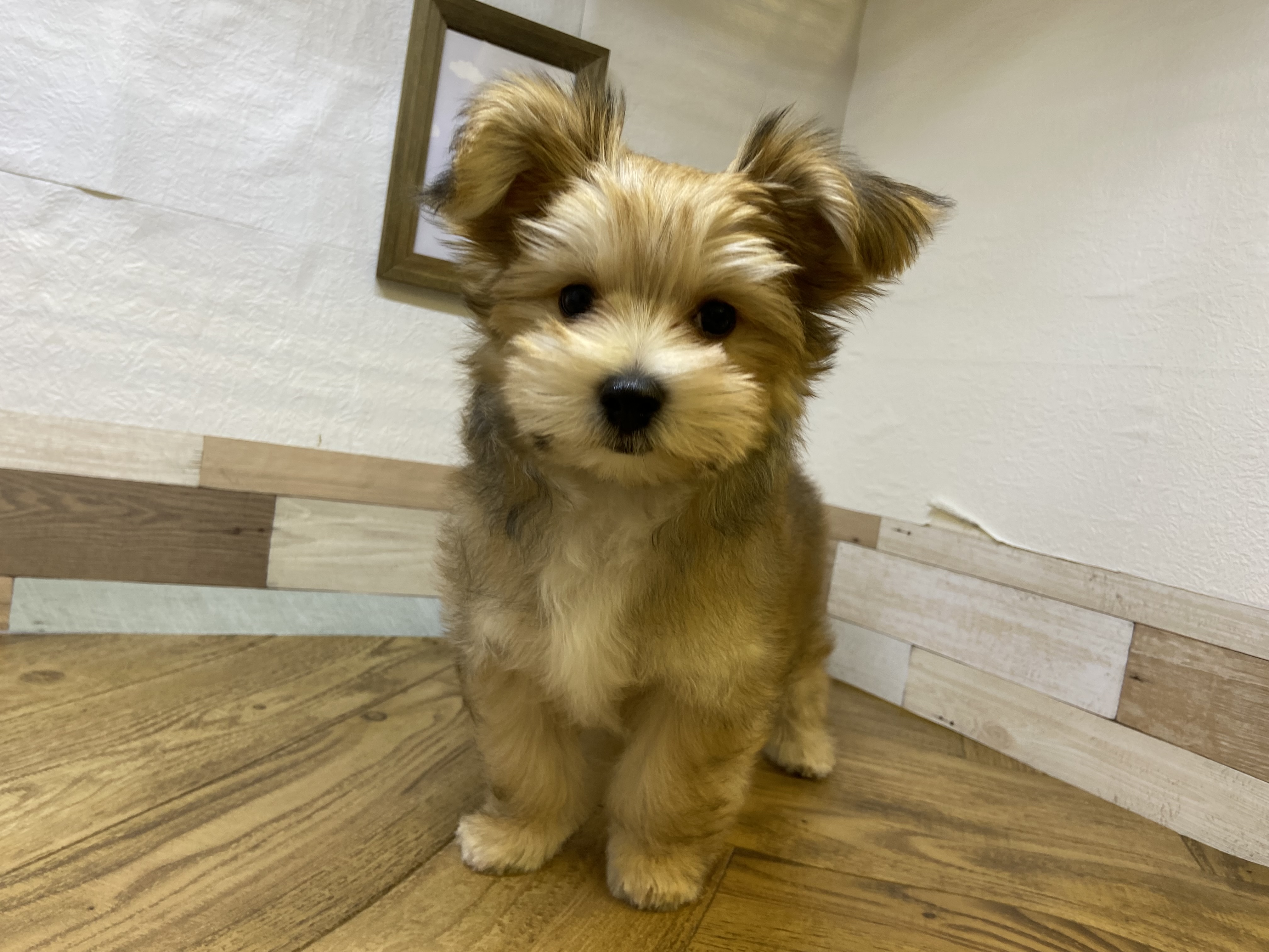 SILVERY WOLF KENNEL | 天気が良かったのでノアを散歩。 #ウルフ