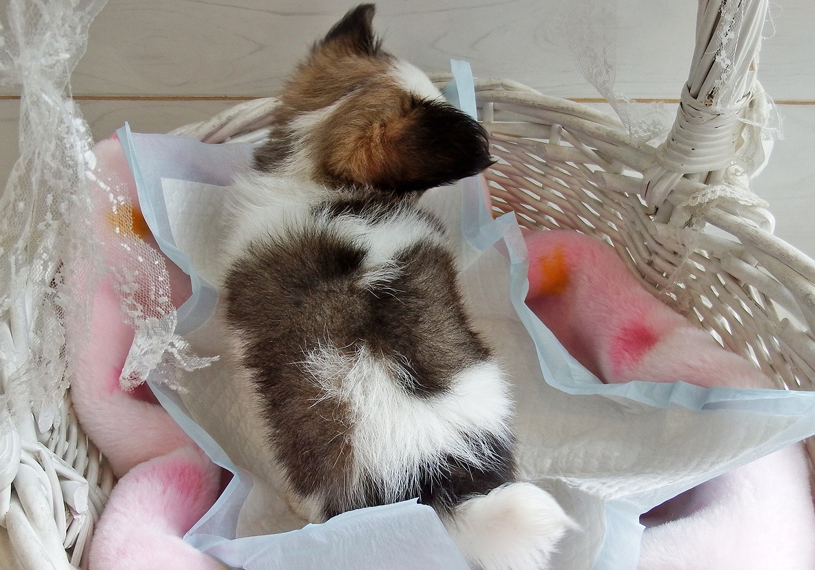 小型犬】パピヨン(2309365) | 京都 ペットショップ ノアズアーク