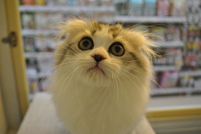 猫】ハーフ猫(2402044) | 京都 ペットショップ ノアズアーク