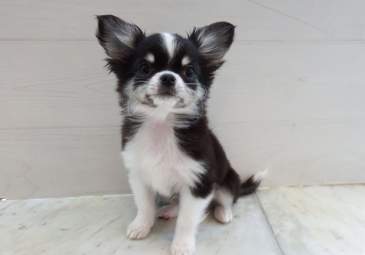 小型犬】チワワ（ロングコート）(2402074) | 京都 ペット