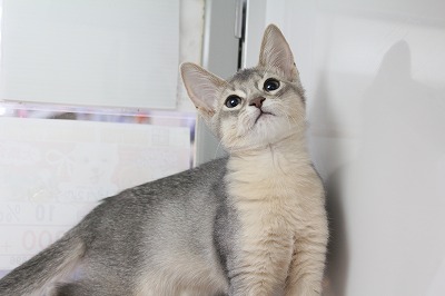 猫】アビシニアン(610449) | 京都 ペットショップ ノアズアーク