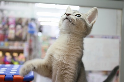 アビシニアンページ★ cat_img_1_e7771933ce21.jpg