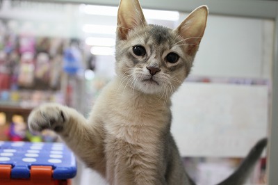 アビシニアンページ★ cat_img_1_e7771933ce21.jpg