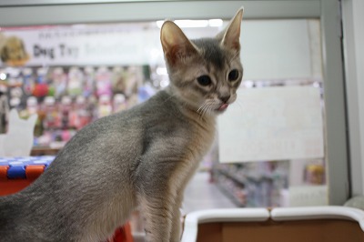 猫】アビシニアン(610449) | 京都 ペットショップ ノアズアーク