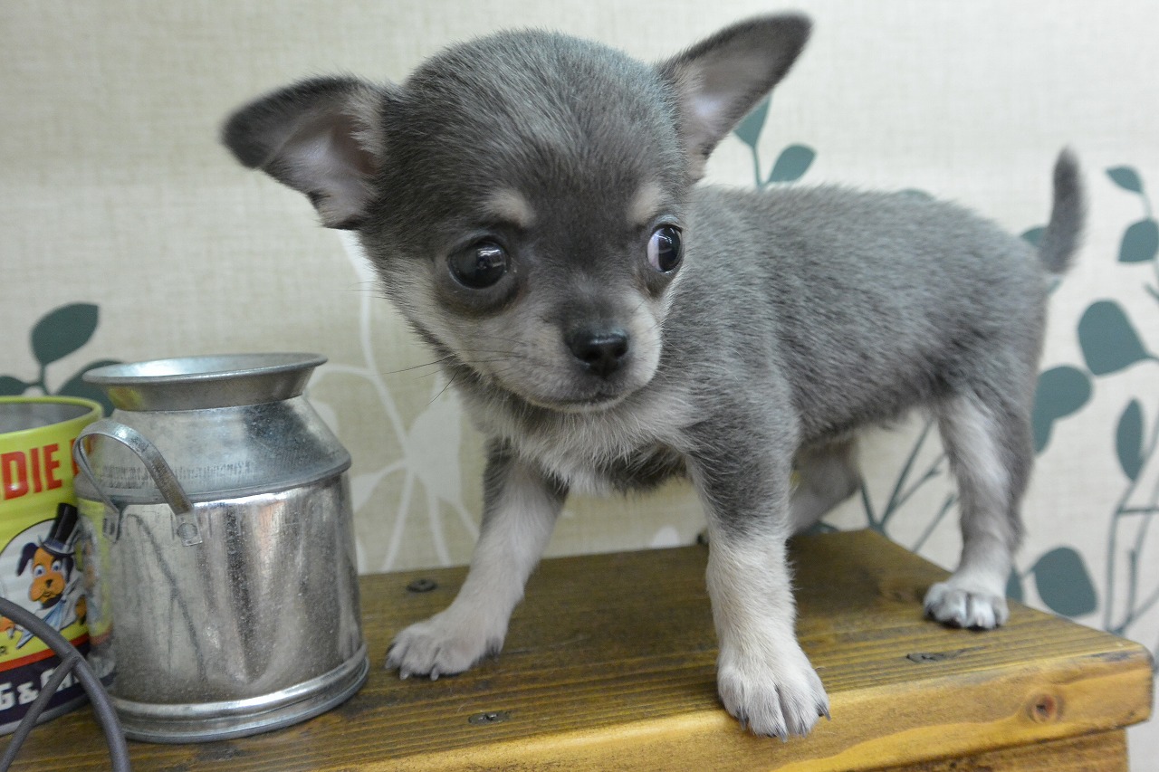 チワワ 小型犬】チワワ（スムースコート）(704120) | 京都 ペット