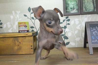 小型犬】ミニチュア・ピンシャー(709313) | 京都 ペットショップ