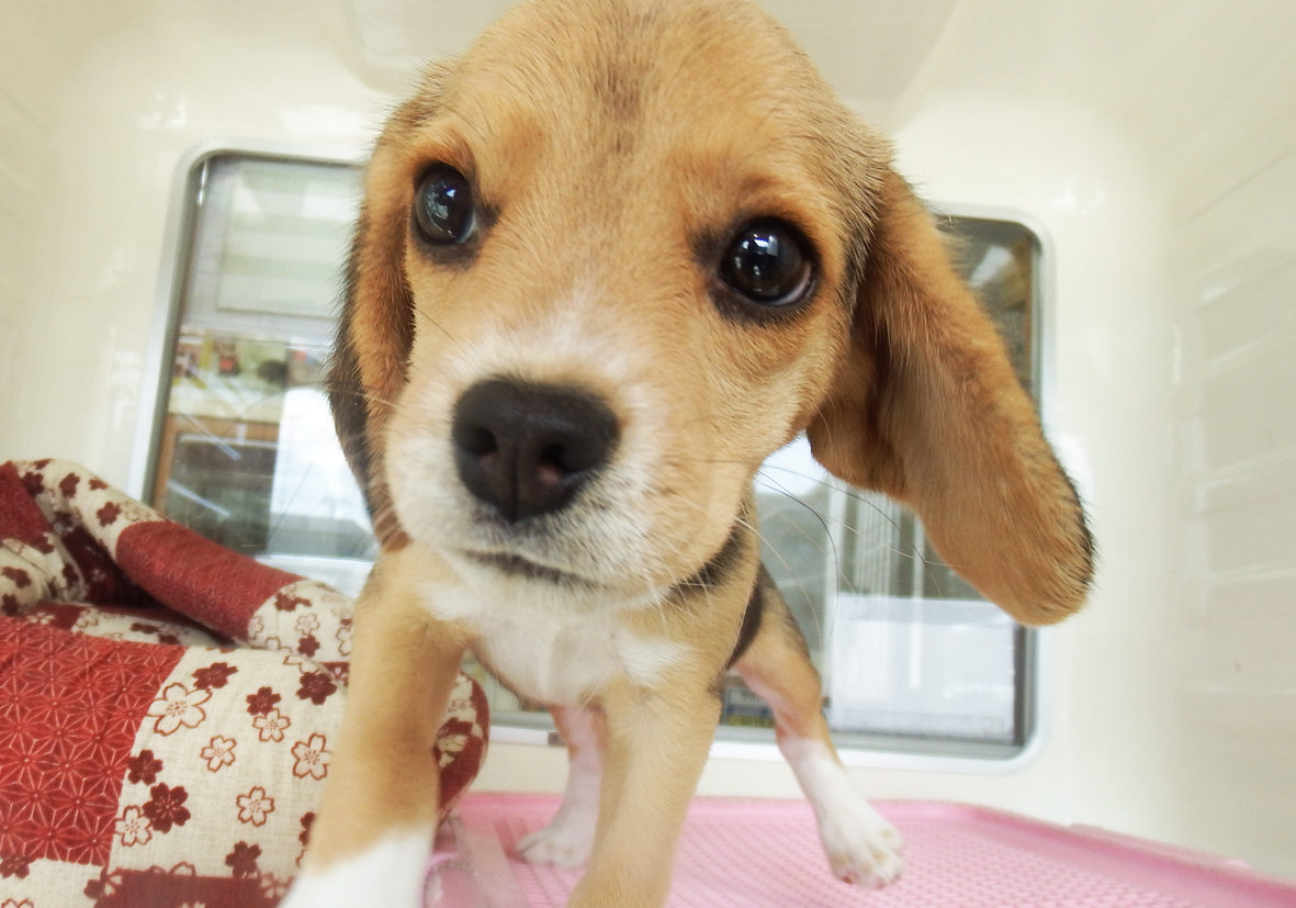小型犬】ビーグル(710357) | 京都 ペットショップ ノアズアーク