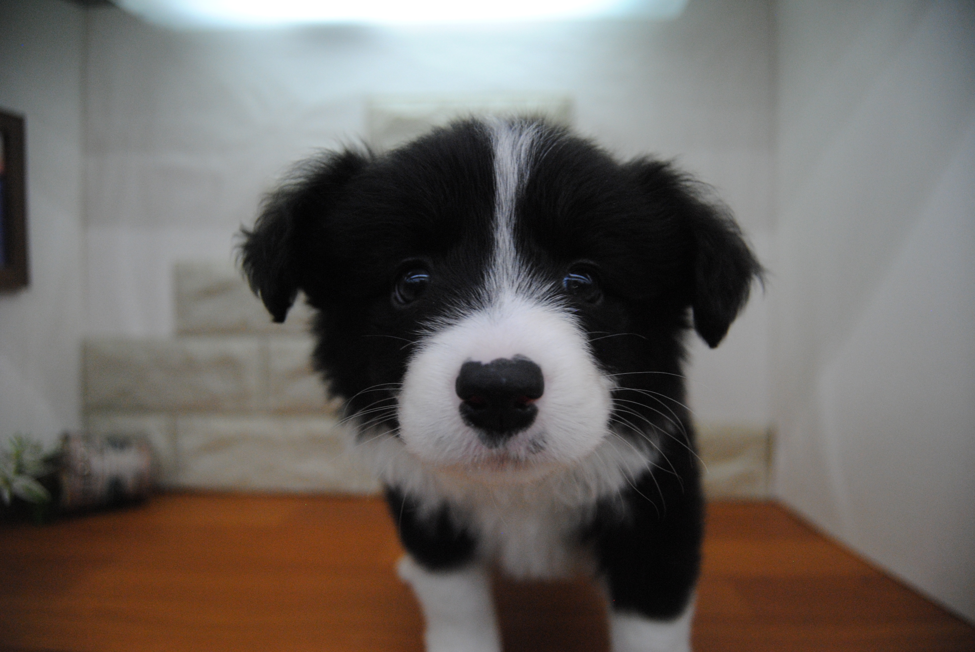 中型犬 ボーダーコリー 京都 ペットショップ ノアズアーク