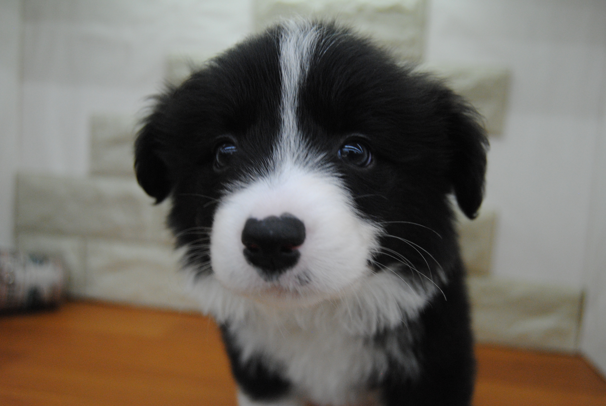 中型犬 ボーダーコリー 京都 ペットショップ ノアズアーク