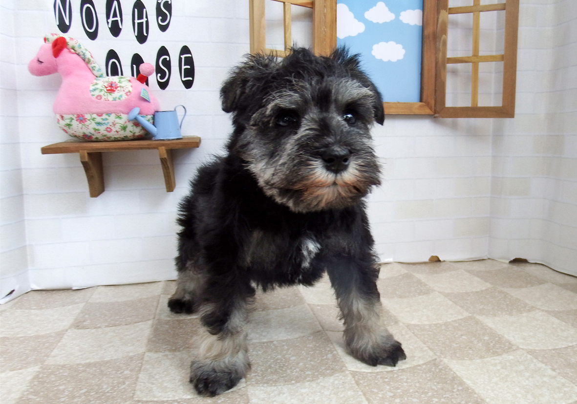 小型犬】ミニチュア・シュナウザー(803116) | 京都 ペット