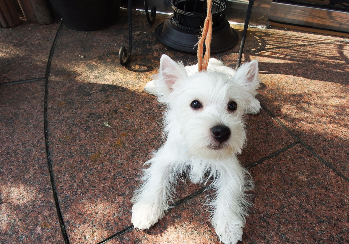 ストック生地 ミニチュアピンシャー ウエストハイランドホワイトテリア