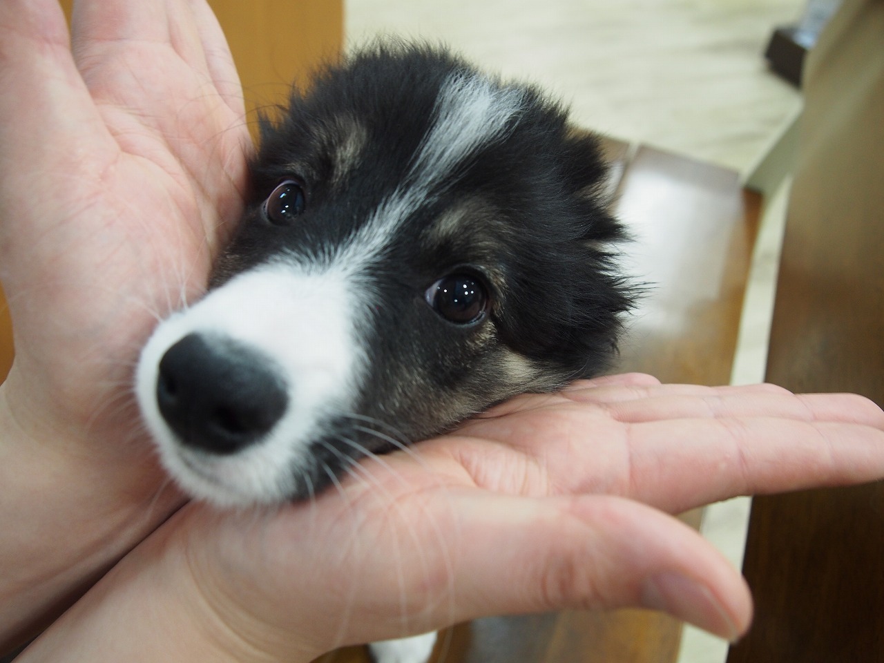 中型犬 ボーダーコリー 京都 ペットショップ ノアズアーク
