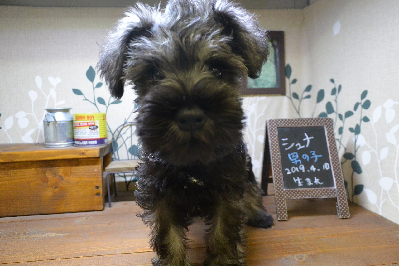 小型犬 ミニチュア シュナウザー 京都 ペットショップ ノアズアーク