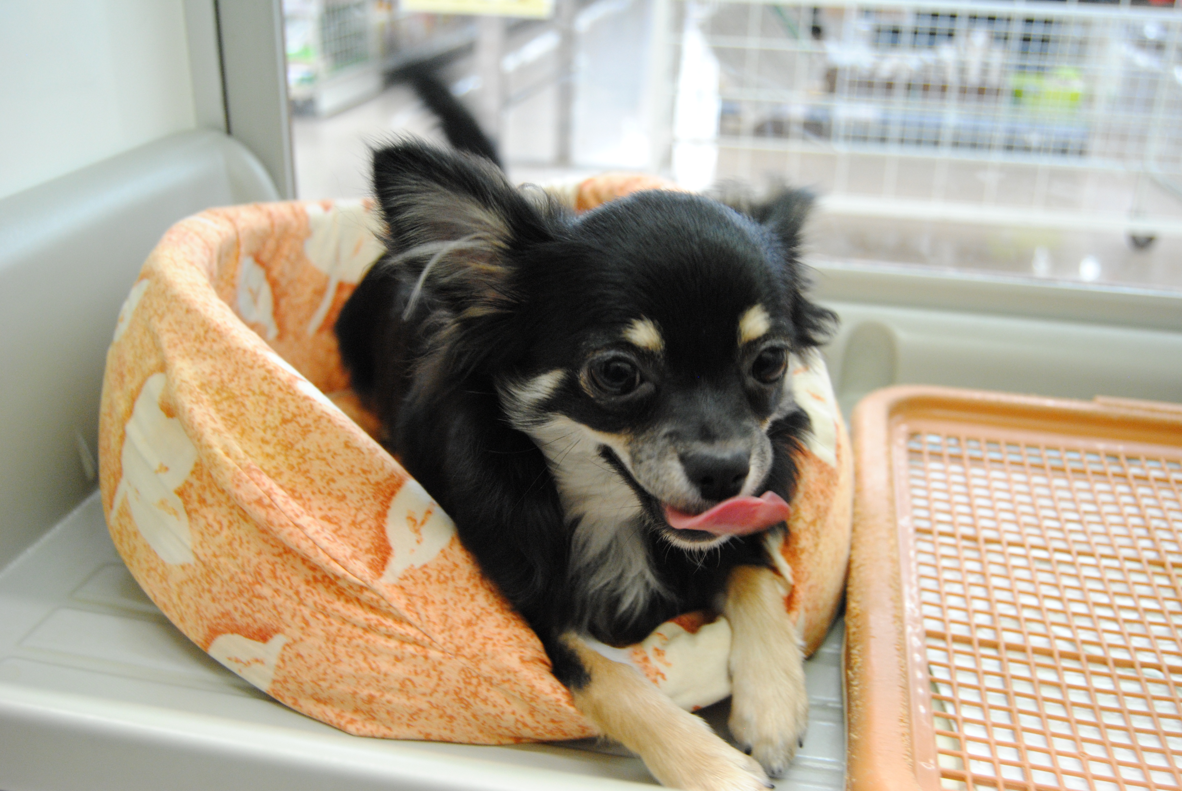 小型犬 チワワ ロングコート 京都 ペットショップ ノアズアーク