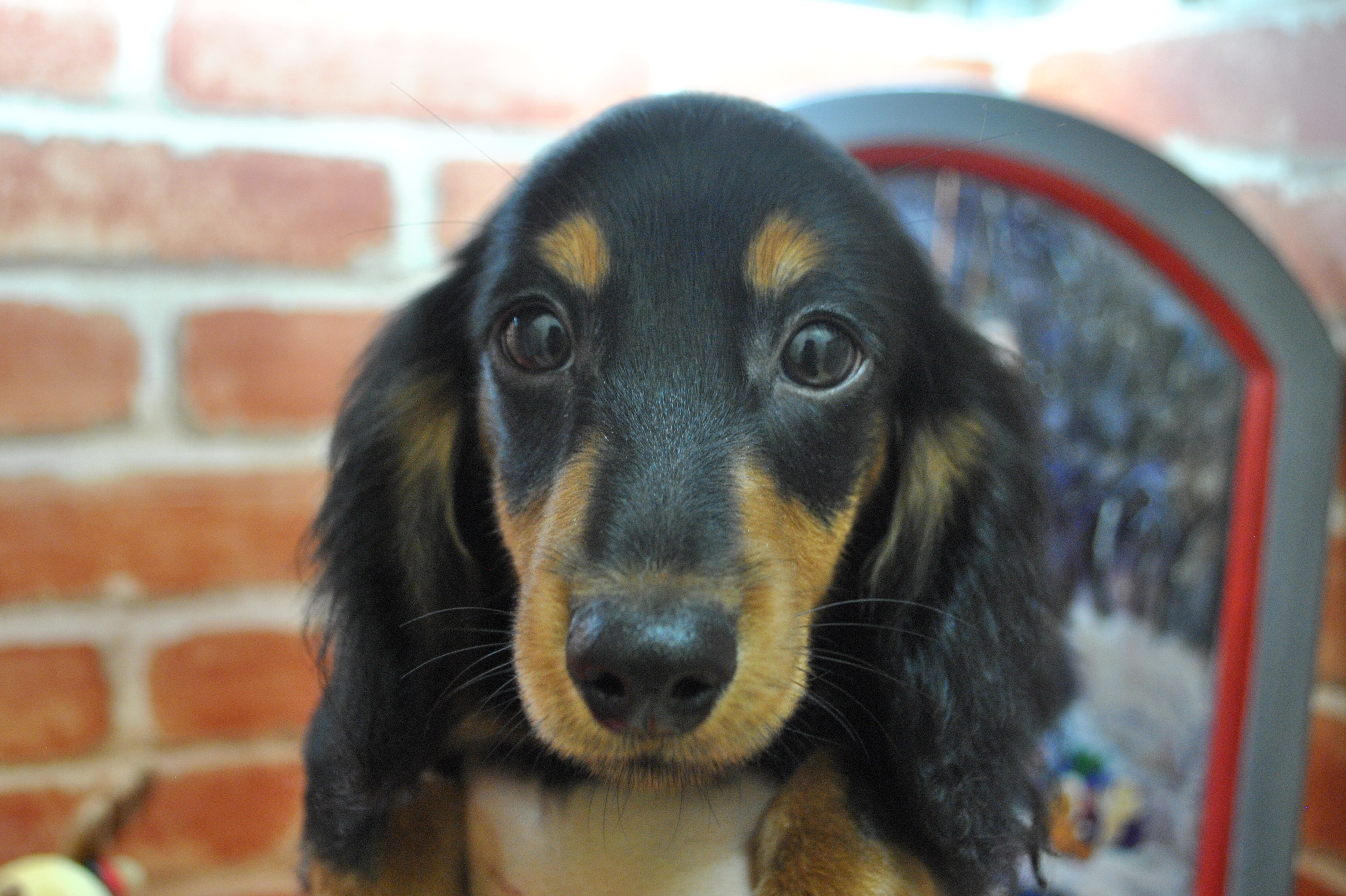 小型犬 ミニチュア ダックス ロング 京都 ペットショップ ノアズアーク