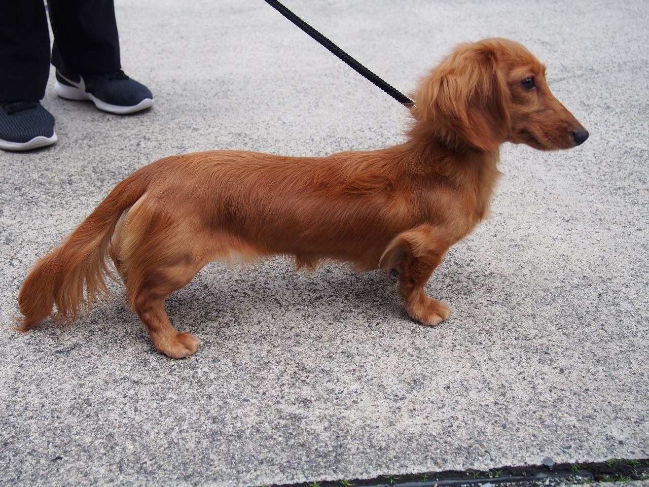 小型犬 ミニチュア ダックス ロング 京都 ペットショップ ノアズアーク