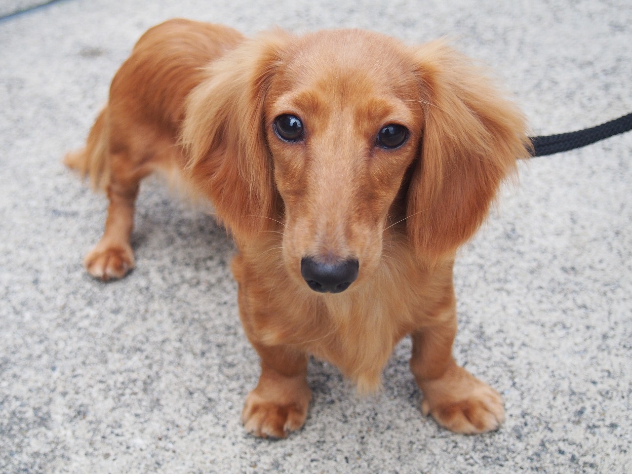 小型犬 ミニチュア ダックス ロング 京都 ペットショップ ノアズアーク