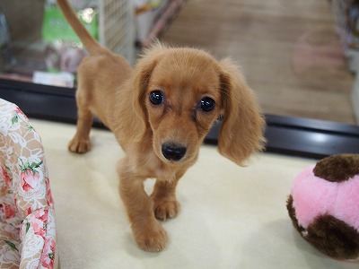 ダックス JEKCA mini ジェッカブロック ダックスフンド ST19DM09 | 立体