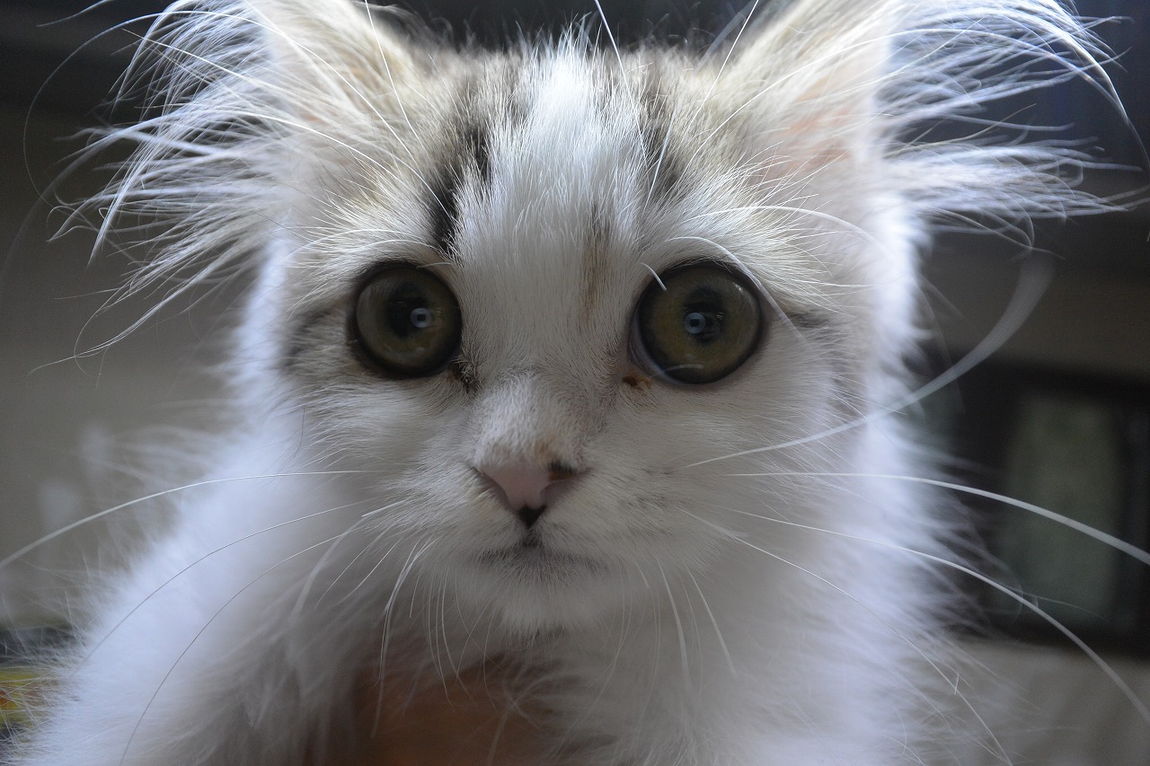 猫 ラガマフィン 京都 ペットショップ ノアズアーク