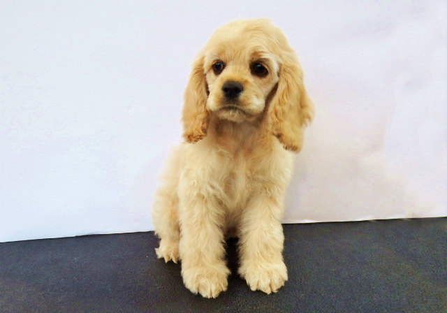 小型犬 アメリカン コッカー 京都 ペットショップ ノアズアーク