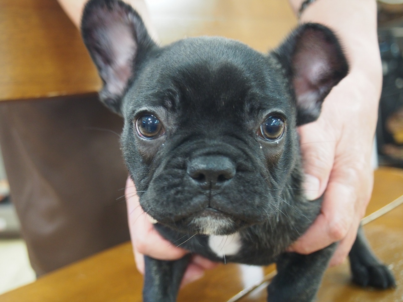 フレンチ 11 25詳細 ペットショップnoah S Ark ノアズアーク