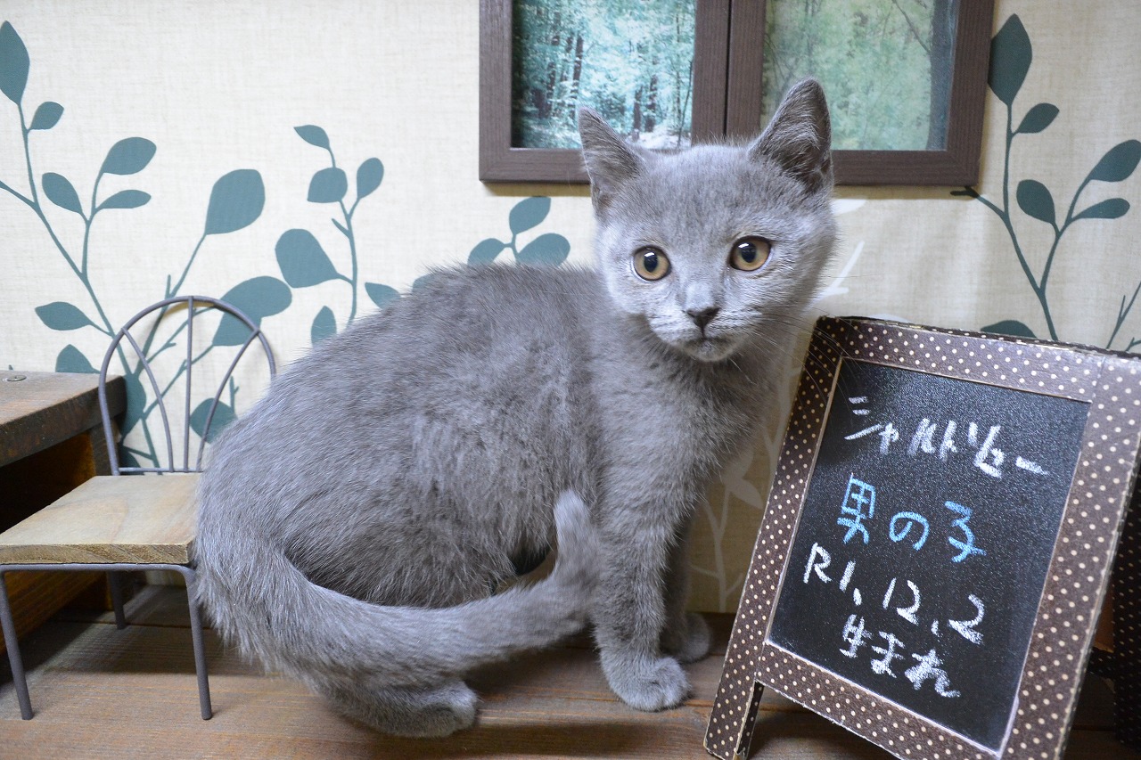 アーサーウッドの猫ちゃん♡左右ペアスタッフォードシャー アーサーウッドの猫ちゃん♡左右ペアスタッフォードシャー
