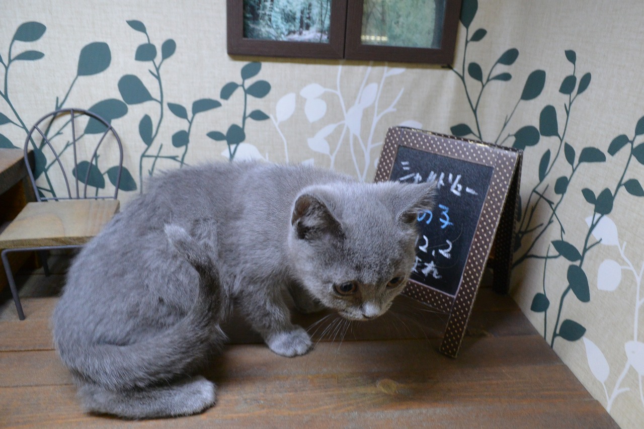 猫】シャルトリュー(2002072) | 京都 ペットショップ ノアズアーク