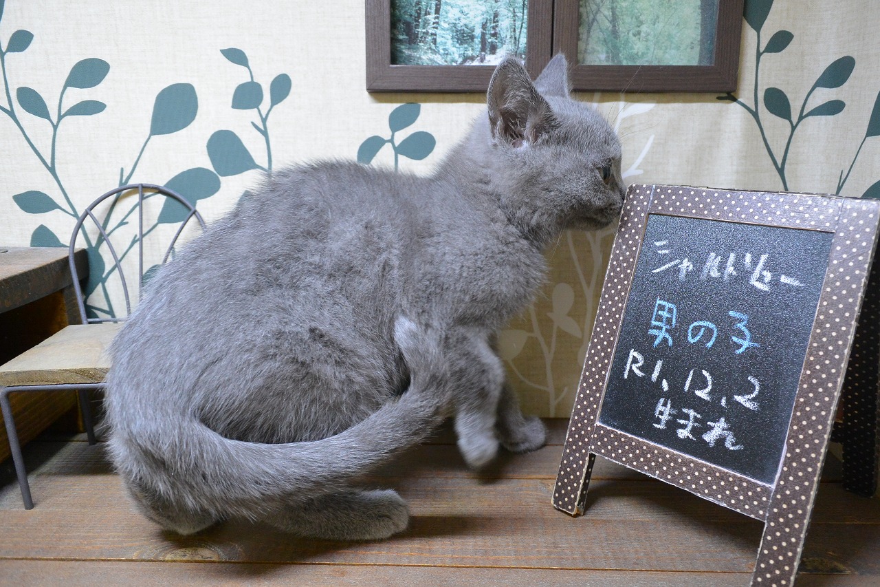 ハーマン　ネコ　シャルトリュー　ブルーグレー　猫　ぬいぐるみ　ドイツ 人気 ハーマン ネコ シャルトリュー ブルーグレー 猫 ぬいぐるみ