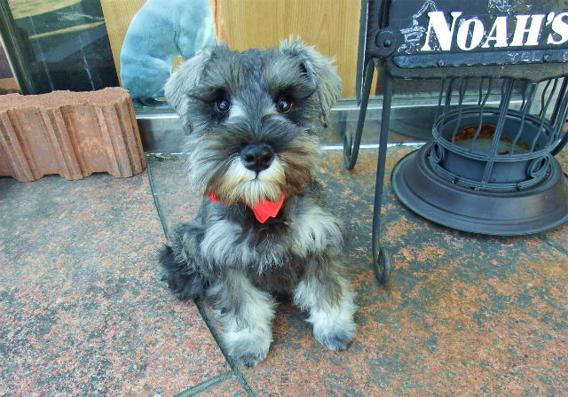 小型犬 ミニチュア シュナウザー 093 京都 ペットショップ ノアズアーク