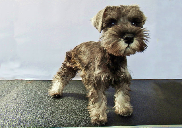 小型犬 ミニチュア シュナウザー 093 京都 ペットショップ ノアズアーク
