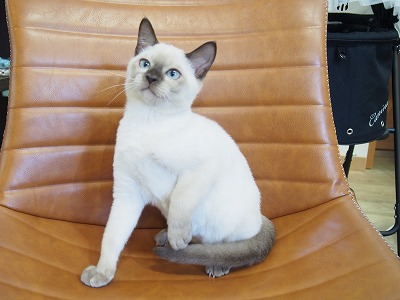 猫】トンキニーズ(2004176) 京都 ペットショップ ノアズアーク