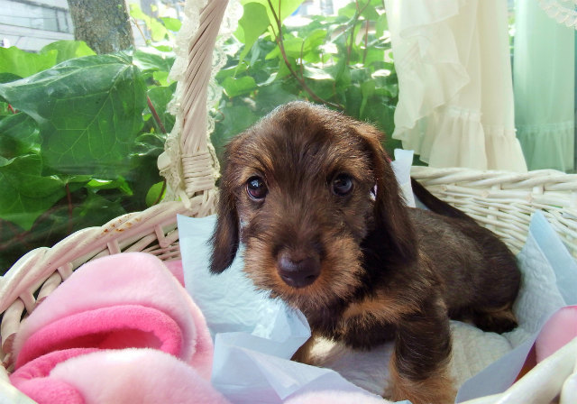 小型犬】ミニチュア・ダックス(ワイヤー)(2005277) | 京都 小型犬】ミニチュア・ダックス(ワイヤー)(2005277) | 京都