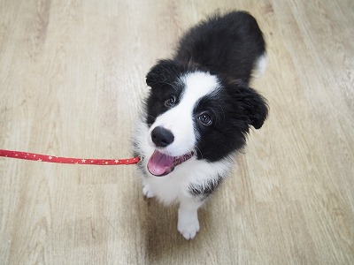 中型犬 ボーダーコリー 京都 ペットショップ ノアズアーク