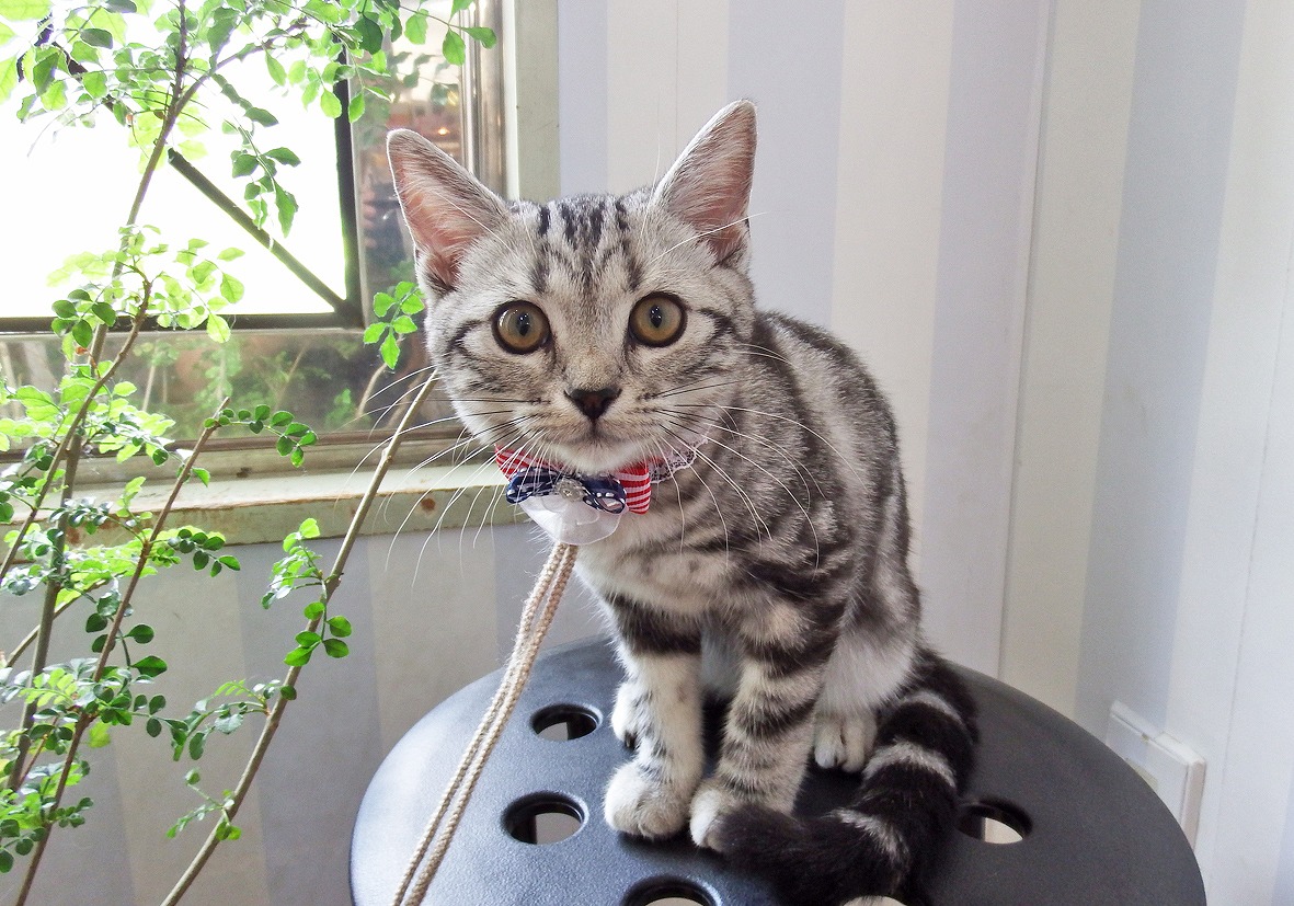 猫 アメリカンショートヘアー 京都 ペットショップ ノアズアーク