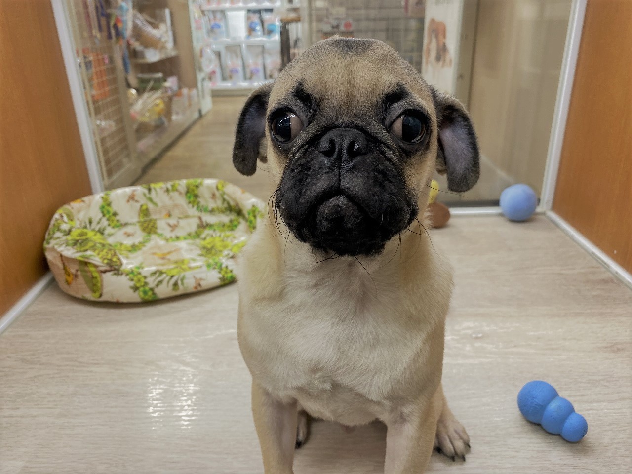小型犬 パグ 京都 ペットショップ ノアズアーク