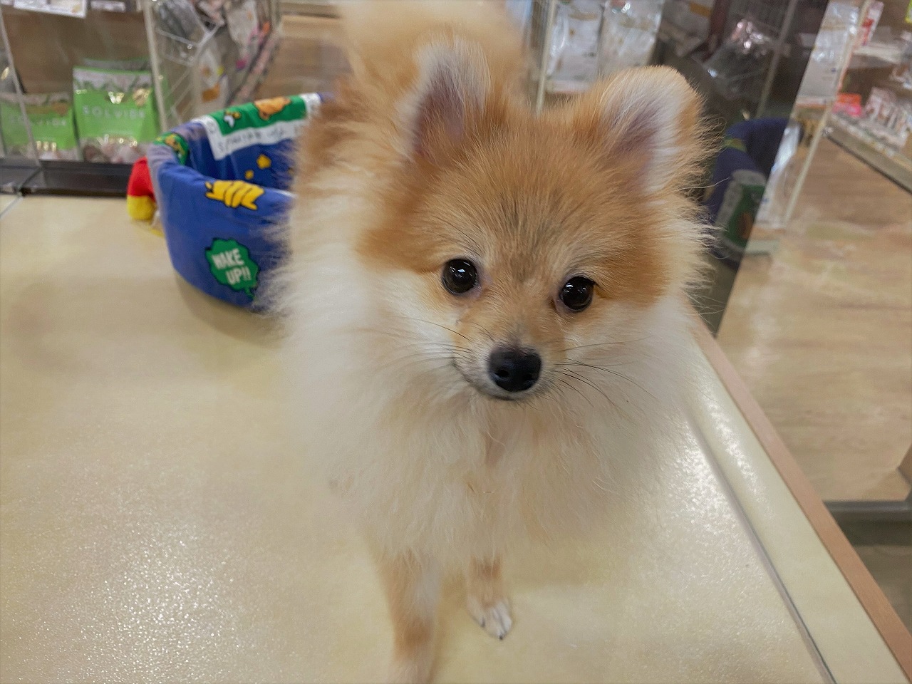 小型犬 ポメラニアン 京都 ペットショップ ノアズアーク