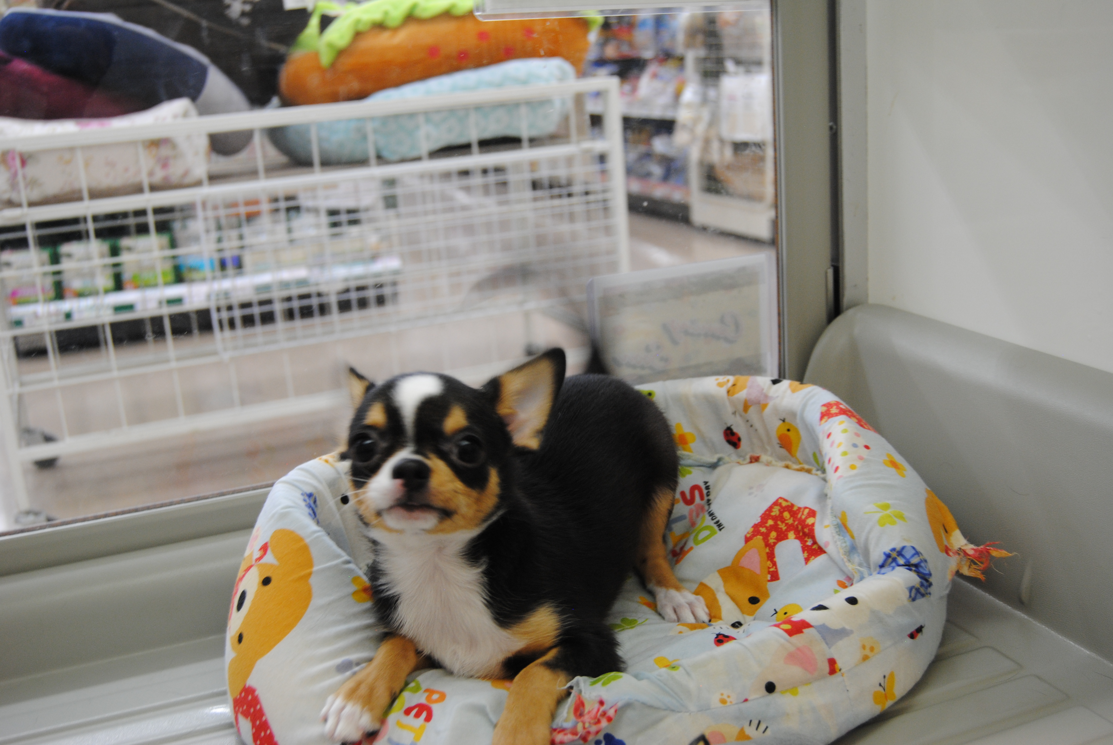 小型犬 チワワ スムースコート 京都 ペットショップ ノアズアーク 小型犬 チワワ スムースコート 京都 ペットショップ ノアズアーク