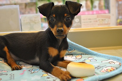 小型犬】ミニチュア・ピンシャー(2007396) | 京都 ペットショップ