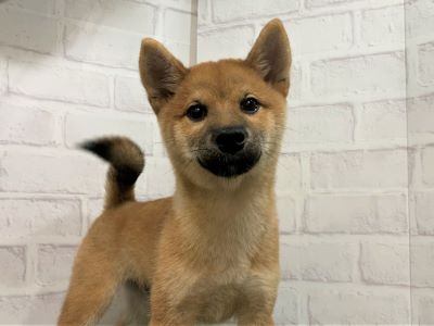 柴犬 ♂ 6.16詳細｜ペットショップNOAH'S ARK（ノアズアーク）