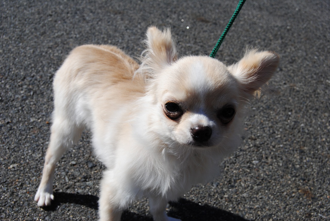 小型犬 チワワ ロングコート 京都 ペットショップ ノアズアーク 小型犬 チワワ ロングコート 京都 ペットショップ ノアズアーク